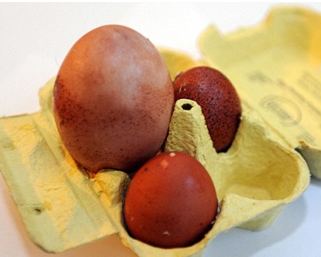 مریشك لاسای قەل دەكاتەوە !